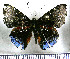  (Calydna nicolayi - JFDA2942)  @11 [ ] by-nc-sa (2025) Jean F. Le Crom Jean F. Le Crom