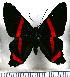  (Ancyluris colubra - JFDA2959)  @11 [ ] by-nc-sa (2025) Jean F. Le Crom Jean F. Le Crom