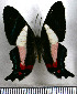  ( - JFDA2960)  @11 [ ] by-nc-sa (2025) Jean F. Le Crom Jean F. Le Crom