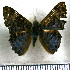  (Lasaia aerugo - JFDA2969)  @11 [ ] by-nc-sa (2025) Jean F. Le Crom Jean F. Le Crom