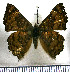 ( - JFDA2973)  @11 [ ] by-nc-sa (2025) Jean F. Le Crom Jean F. Le Crom