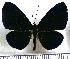  (Metacharis regalis - JFDA2979)  @11 [ ] by-nc-sa (2025) Jean F. Le Crom Jean F. Le Crom