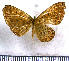  (Metacharis syloes - JFDA2980)  @11 [ ] by-nc-sa (2025) Jean F. Le Crom Jean F. Le Crom