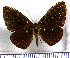  (Dachetola caligata - JFDA2982)  @11 [ ] by-nc-sa (2025) Jean F. Le Crom Jean F. Le Crom