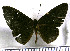  (Metacharis nigrella - JFDA2983)  @11 [ ] by-nc-sa (2025) Jean F. Le Crom Jean F. Le Crom