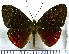  (Eurybia nicaeus - JFDA3007)  @11 [ ] by-nc-sa (2025) Jean F. Le Crom Jean F. Le Crom