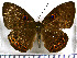  (Eurybia dardus annulata - JFDA3015)  @11 [ ] by-nc-sa (2025) Jean F. Le Crom Jean F. Le Crom