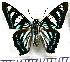  (Phocides distans - JFDA3026)  @11 [ ] by-nc-sa (2025) Jean F. Le Crom Jean F. Le Crom