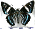  (Phocides metrodorus nigrescens - JFDA3027)  @11 [ ] by-nc-sa (2025) Jean F. Le Crom Jean F. Le Crom
