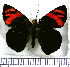  (Entheus latebrosus - JFDA3065)  @11 [ ] by-nc-sa (2025) Jean F. Le Crom Jean F. Le Crom