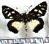  (Entheus aureolus - JFDA3067)  @11 [ ] by-nc-sa (2025) Jean F. Le Crom Jean F. Le Crom