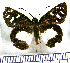  (Entheus matho latifascius - JFDA3071)  @11 [ ] by-nc-sa (2025) Jean F. Le Crom Jean F. Le Crom