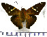  (Epargyreus exadeus exadeus - JFDA3081)  @11 [ ] by-nc-sa (2025) Jean F. Le Crom Jean F. Le Crom