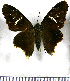  ( - JFDA3113)  @11 [ ] by-nc-sa (2025) Jean F. Le Crom Jean F. Le Crom