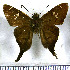  (Ectomis asine - JFDA3115)  @11 [ ] by-nc-sa (2025) Jean F. Le Crom Jean F. Le Crom
