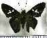 (Ectomis perna - JFDA3129)  @11 [ ] by-nc-sa (2025) Jean F. Le Crom Jean F. Le Crom