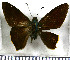  (Ridens telegonoides - JFDA3135)  @11 [ ] by-nc-sa (2025) Jean F. Le Crom Jean F. Le Crom