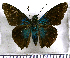  (Telegonus weymeri - JFDA3185)  @11 [ ] by-nc-sa (2025) Jean F. Le Crom Jean F. Le Crom