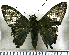  (Telegonus elorus - JFDA3186)  @11 [ ] by-nc-sa (2025) Jean F. Le Crom Jean F. Le Crom