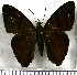  (Astraptes galesus cassius - JFDA3193)  @11 [ ] by-nc-sa (2025) Jean F. Le Crom Jean F. Le Crom