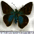  (Telegonus latimargo - JFDA3194)  @11 [ ] by-nc-sa (2025) Jean F. Le Crom Jean F. Le Crom