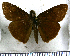  (Typhedanus cajeta - JFDA3230)  @11 [ ] by-nc-sa (2025) Jean F. Le Crom Jean F. Le Crom