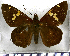  (Euriphellus phraxanor - JFDA3259)  @11 [ ] by-nc-sa (2025) Jean F. Le Crom Jean F. Le Crom