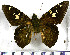  (Nascus corilla - JFDA3273)  @11 [ ] by-nc-sa (2025) Jean F. Le Crom Jean F. Le Crom