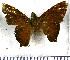 (Porphyrogenes zohra - JFDA3280)  @11 [ ] by-nc-sa (2025) Jean F. Le Crom Jean F. Le Crom