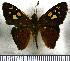  (Aurina azines - JFDA3283)  @11 [ ] by-nc-sa (2025) Jean F. Le Crom Jean F. Le Crom
