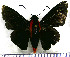  (Pyrrhopyge papius papius - JFDA3314)  @11 [ ] by-nc-sa (2025) Jean F. Le Crom Jean F. Le Crom