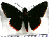 (Pyrrhopyge hadassa hadassa - JFDA3318)  @11 [ ] by-nc-sa (2025) Jean F. Le Crom Jean F. Le Crom