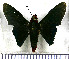  (Microceris dulcinea - JFDA3344)  @11 [ ] by-nc-sa (2025) Jean F. Le Crom Jean F. Le Crom