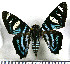  (Microceris azeta - JFDA3346)  @11 [ ] by-nc-sa (2025) Jean F. Le Crom Jean F. Le Crom