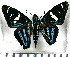  (Microceris theseus - JFDA3348)  @11 [ ] by-nc-sa (2025) Jean F. Le Crom Jean F. Le Crom