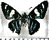  (Microceris blanda - JFDA3349)  @11 [ ] by-nc-sa (2025) Jean F. Le Crom Jean F. Le Crom