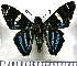  (Microceris patrobas - JFDA3350)  @11 [ ] by-nc-sa (2025) Jean F. Le Crom Jean F. Le Crom