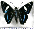  (Jemadia hospita imitator - JFDA3359)  @11 [ ] by-nc-sa (2025) Jean F. Le Crom Jean F. Le Crom