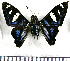  (Jemadia menechmus - JFDA3363)  @11 [ ] by-nc-sa (2025) Jean F. Le Crom Jean F. Le Crom