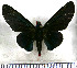 (Mysoria barcastus - JFDA3383)  @11 [ ] by-nc-sa (2025) Jean F. Le Crom Jean F. Le Crom