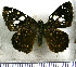  (Celaenorrhinus shema shema - JFDA3392)  @11 [ ] by-nc-sa (2025) Jean F. Le Crom Jean F. Le Crom