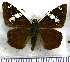  (Celaenorrhinus eligius - JFDA3396)  @11 [ ] by-nc-sa (2025) Jean F. Le Crom Jean F. Le Crom