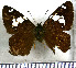  (Celaenorrhinus songoensis - JFDA3397)  @11 [ ] by-nc-sa (2025) Jean F. Le Crom Jean F. Le Crom