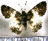  (Nisoniades panama - JFDA3418)  @11 [ ] by-nc-sa (2025) Jean F. Le Crom Jean F. Le Crom