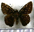  (Nisoniades suprapanama - JFDA3422)  @11 [ ] by-nc-sa (2025) Jean F. Le Crom Jean F. Le Crom