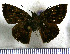  (Nisoniades indistincta - JFDA3440)  @11 [ ] by-nc-sa (2025) Jean F. Le Crom Jean F. Le Crom
