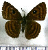  (Cyclosemia lathaea - JFDA3485)  @11 [ ] by-nc-sa (2025) Jean F. Le Crom Jean F. Le Crom