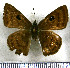  (Cyclosemia lyrcaea - JFDA3487)  @11 [ ] by-nc-sa (2025) Jean F. Le Crom Jean F. Le Crom