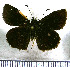  (Staphylus imperspicua - JFDA3524)  @11 [ ] by-nc-sa (2025) Jean F. Le Crom Jean F. Le Crom