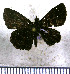  (Staphylus perforata - JFDA3534)  @11 [ ] by-nc-sa (2025) Jean F. Le Crom Jean F. Le Crom